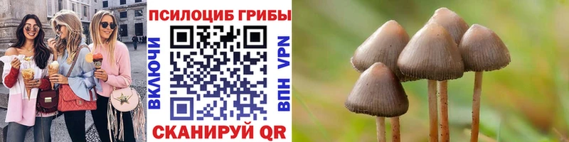Галлюциногенные грибы Psilocybe Свободный